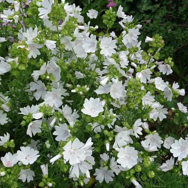 Myskimalva Alba - Perennat - 73620 - 1