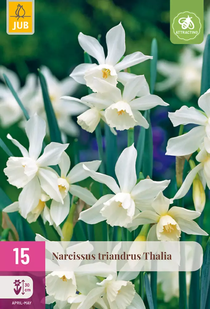 Narsissi triandrus Thalia 15 kpl/pkt - Narsissit - 8712438541780 - 1