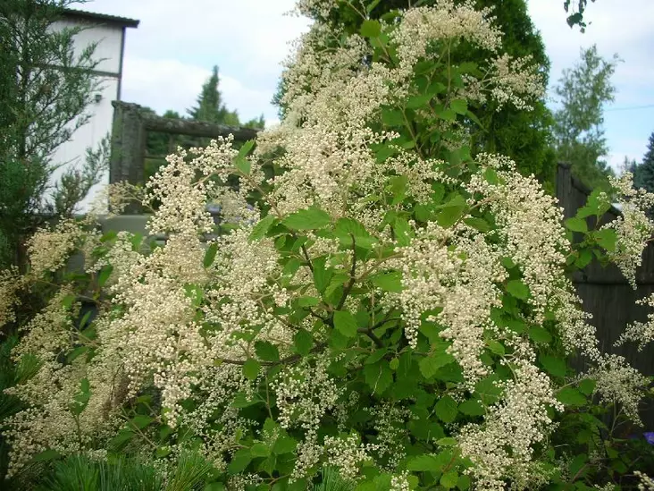 Nukka-Angervo - Koristepensaat - 45750 - 1