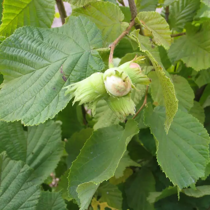 Pähkinäpensas - Erikoismarjat ja hyötykasvit - 4540 - 1