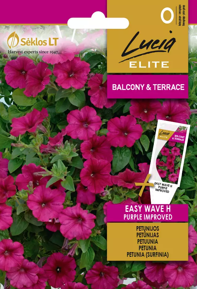 PETUNIA (SURFINIA) ELITE EASY WAVE H PUR - Kukkien ja koristeheinien siemenet - 4770168248540 - 0
