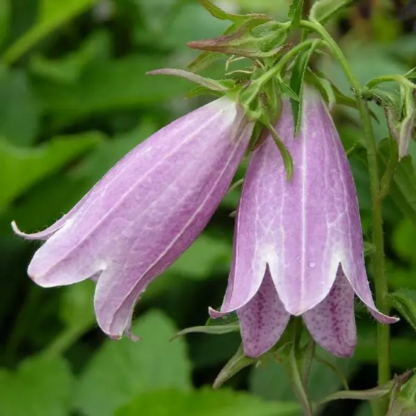 Pisamakello Rubra - Perennat - 71200 - 1