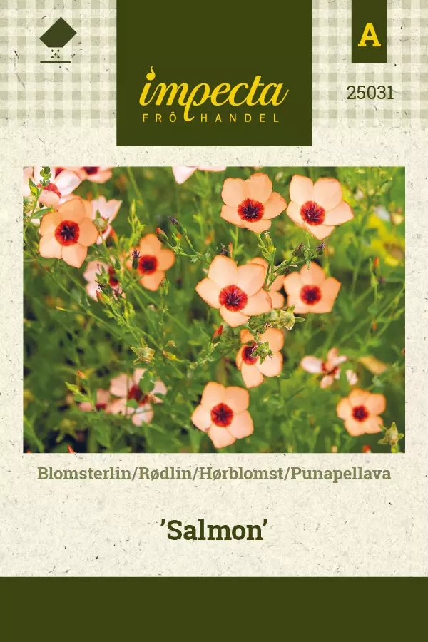 Punapellava Salmon - Kukkien ja koristeheinien siemenet - 7332756250310 - 1