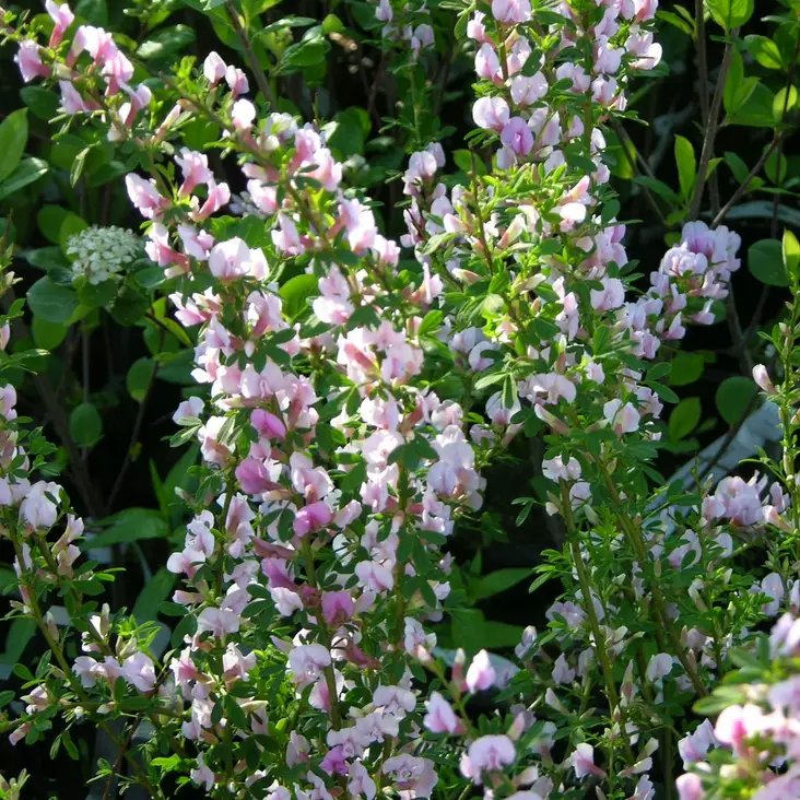 Punavihma - Koristepensaat - 45560 - 1