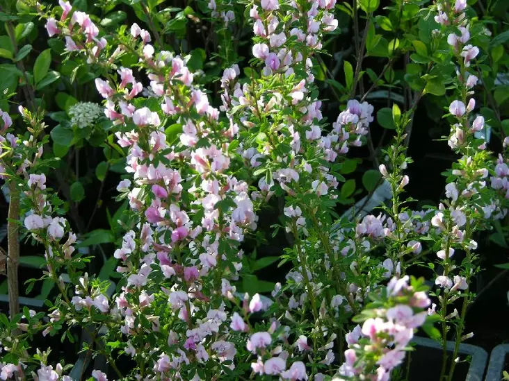 Punavihma - Koristepensaat - 45560 - 1