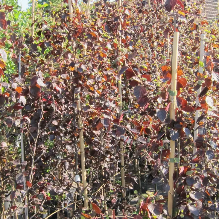 Purppurakoivu Purpurea - Koristepuut - 40490 - 1