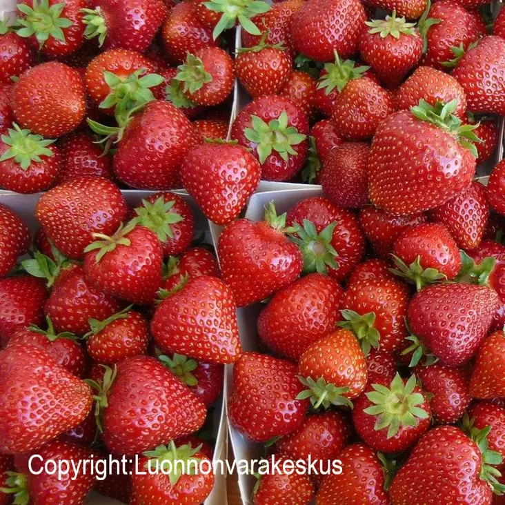 Puutarhamansikka Maiju 10 kpl/kenno - Mansikat - 21970 - 1