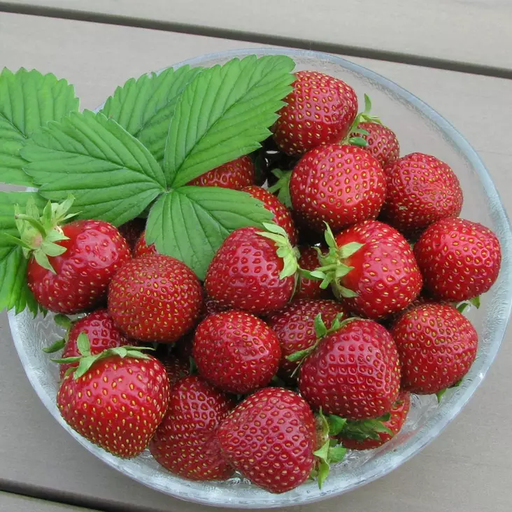 Puutarhamansikka Malwina 10 kpl/kenno - Mansikat - 21960 - 1