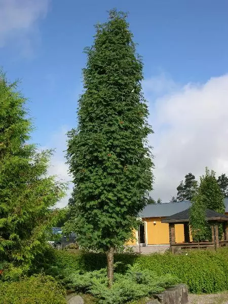 Pylväspihlaja Fastigiata - Koristepuut - 41880 - 1