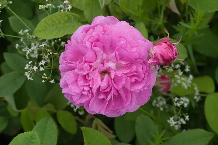 Ranskanruusu Anais Segales - Puistoruusut - 2470 - 1