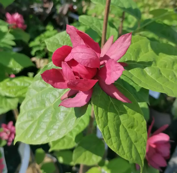 Rosettipensas Aphrodite (kalukkipensas) - Koristepensaat - 47170 - 1