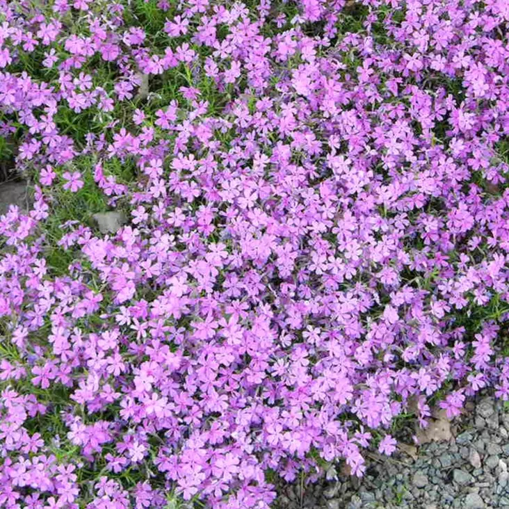 Sammalleimu Moerheimii - Perennat - 74210 - 1