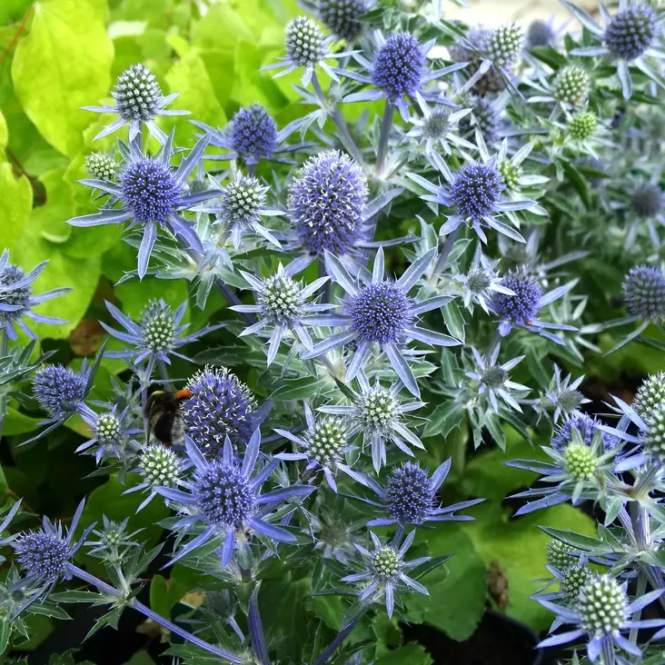 Sinipiikkiputki Blue Hobbit - Perennat - 72060 - 1