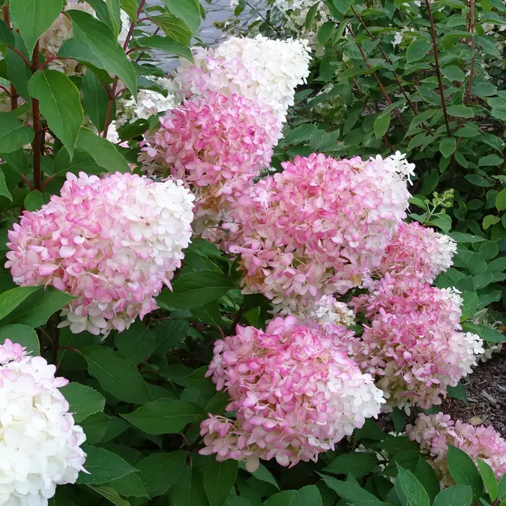 Japaninhortensia Sundae Fraise - Koristepensaat - 45720 - 1