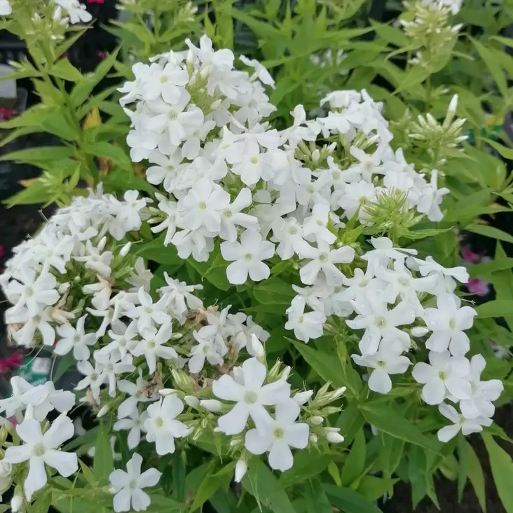 Syysleimu Early White - Perennat - 74110 - 1