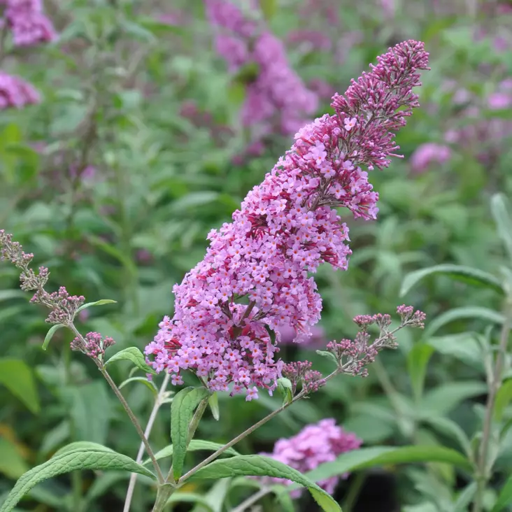Syyssyrikkä Pink Delight - Koristepensaat - 45510 - 1