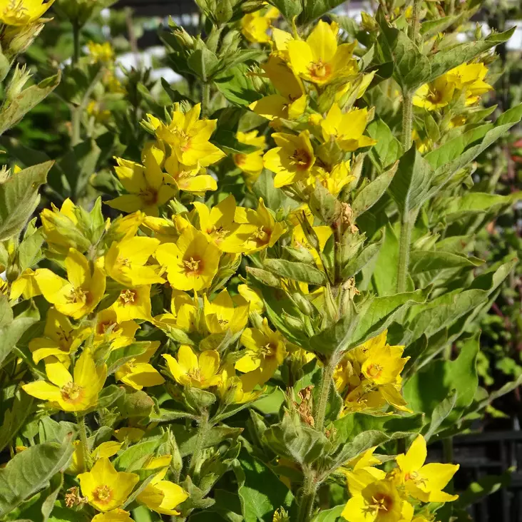 Tarha-alpi - Perennat - 7350 - 1