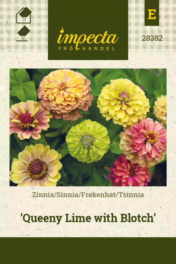 Tsinnia Queeny Lime with Blotch - Kukkien ja koristeheinien siemenet - 7332756283820 - 0