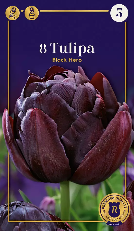 Tulppaani Black Hero 6 kpl/pkt - Tulppaanit - 8711148315940 - 1