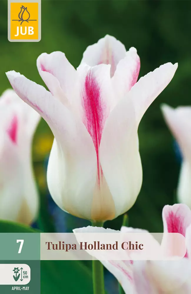 Tulppaani Holland Chic 7 kpl/pkt - Tulppaanit - 8712438505140 - 1