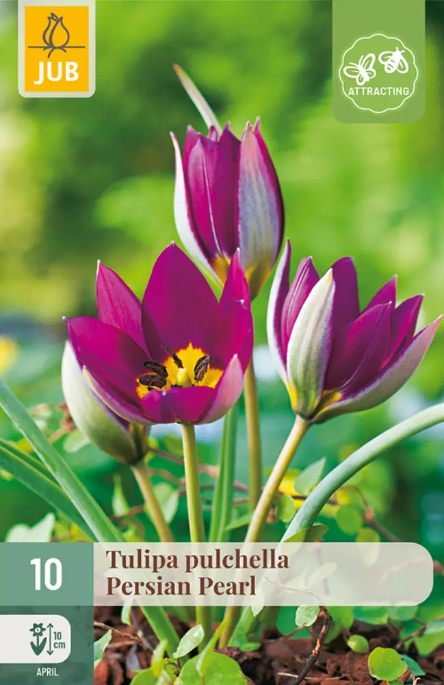 Tulppaani Pulch.Persian Pearl 10 kpl/pkt - Tulppaanit - 8712438510250 - 1