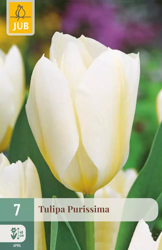 Tulppaani Purissima 7 kpl/pkt - Tulppaanit - 8712438508400 - 1