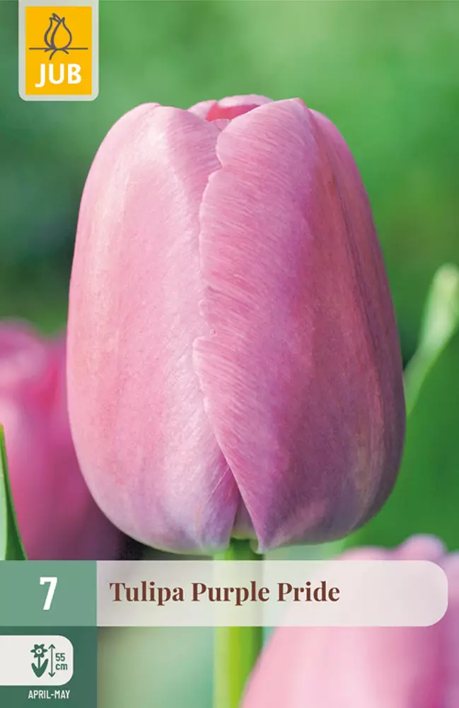 Tulppaani Purple Pride 7 kpl/pkt - Tulppaanit - 8712438974960 - 1