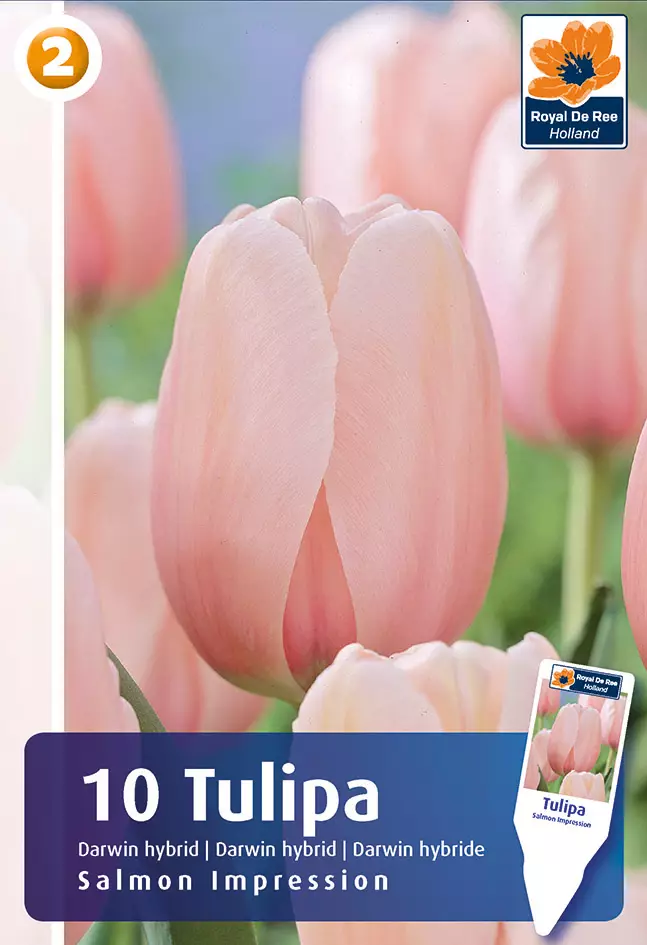 Tulppaani Salmon Impression 6 kpl/pkt - Tulppaanit - 8711148318200 - 1