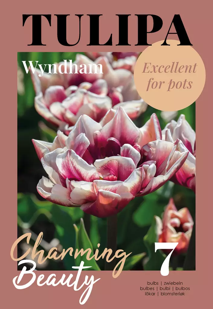 Tulppaani Wyndham 7 kpl/pkt - Tulppaanit - 8711148502500 - 1