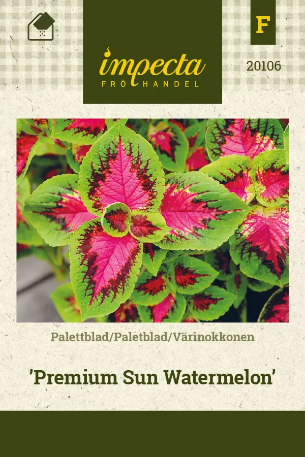 Värinokkonen Premium Sun Watermelon - Kukkien ja koristeheinien siemenet - 7332756201060 - 1