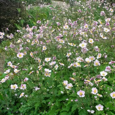 Hopeasyysvuokko Robustissima - Perennat - 70261 - 1