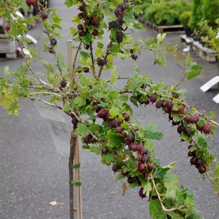 Karviainen Lepaan Punainen rungolla - Herukat ja karviaiset - 21201 - 2