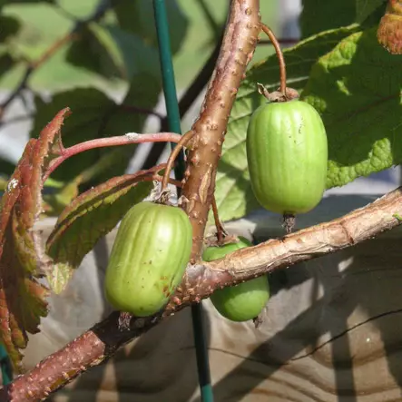 Kiinanlaikkuköynnös Annikki - Köynnöskasvit - 5001 - 2