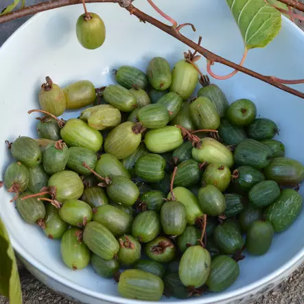 Kiinanlaikkuköynnös Annikki - Köynnöskasvit - 5001 - 1