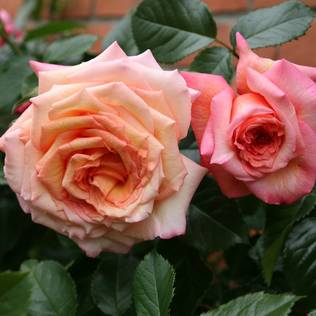 Köynnösruusu Barock - Köynnösruusut - 31061 - 1