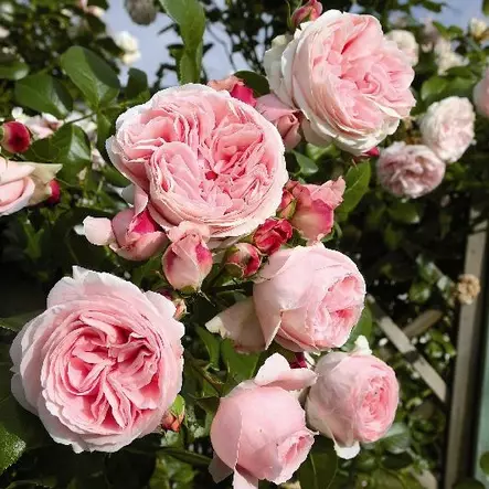 Köynnösruusu Giardina - Köynnösruusut - 31201 - 1