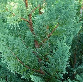 Lawsoninsypressi Columnaris 80-100 - Havupuut - 60281 - 1