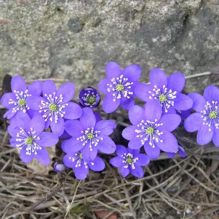 Lehtosinivuokko - Perennat - 7251 - 1