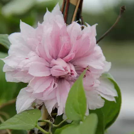 Loistokärhö Multi Pink - Köynnöskasvit - 50951 - 1