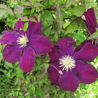 Loistokärhö Warsawska Nike - Köynnöskasvit - 5091 - 2