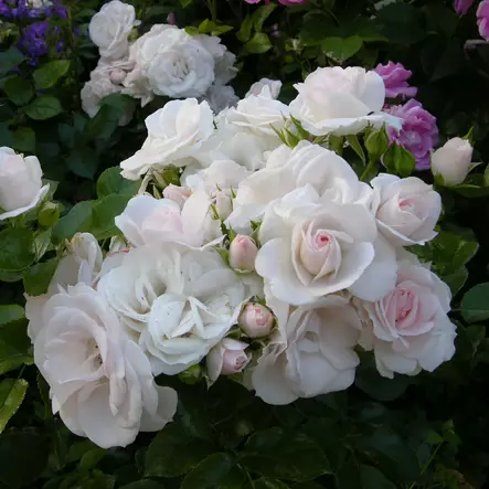 Maanpeittoruusu Aspirin Rose - Ryhmäruusut - 33011 - 1