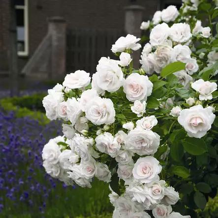 Maanpeittoruusu Aspirin Rose - Ryhmäruusut - 33011 - 2