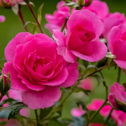 Maanpeittoruusu Mirato - Ryhmäruusut - 31571 - 2