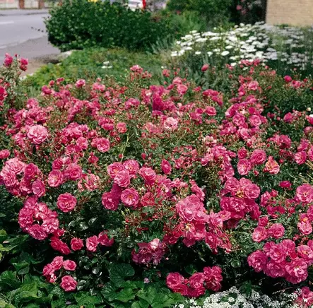 Maanpeittoruusu Mirato - Ryhmäruusut - 31571 - 1