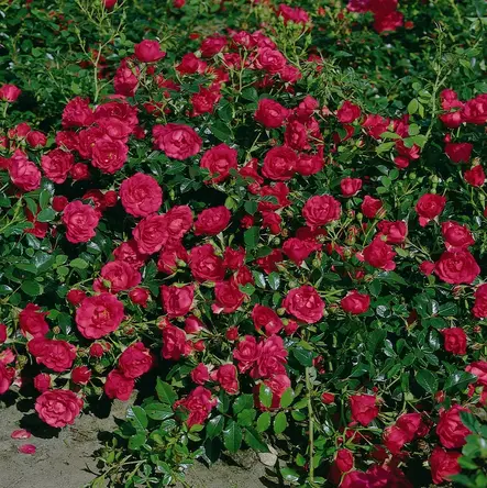 Maanpeittoruusu Rody - Ryhmäruusut - 33331 - 2