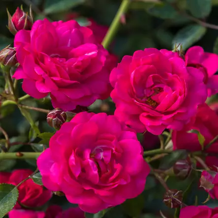 Maanpeittoruusu Rody - Ryhmäruusut - 33331 - 1