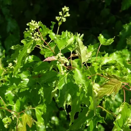 Mongolianpikkuvaahtera rungolla - Koristepuut - 45051 - 2