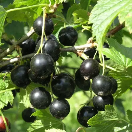 Mustaherukka Pohjan Jätti - Herukat ja karviaiset - 2011 - 1