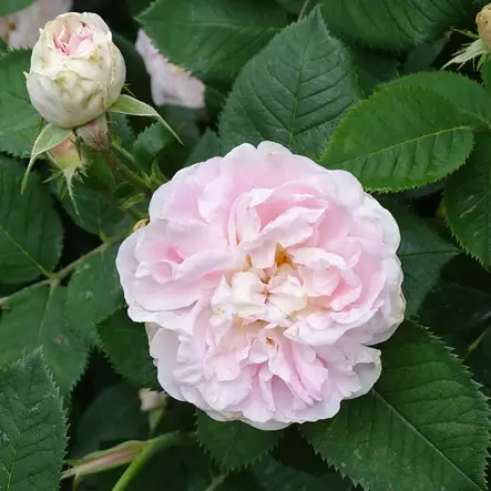 Neidonruusu Maiden's Blush - Puistoruusut - 2321 - 2