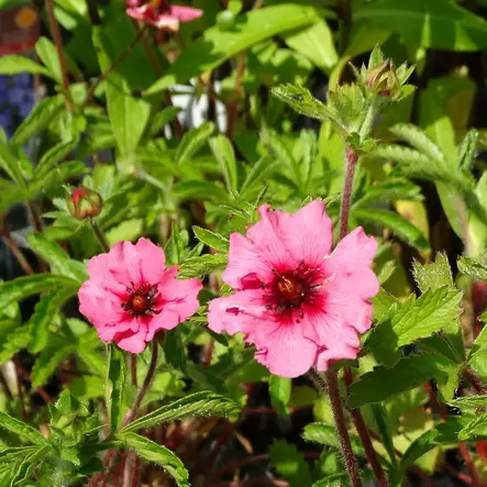 Nepalinhanhikki Shogran - Perennat - 74471 - 1